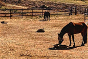 Two bay horses in large paddock eating hay from Version II Standard Hay Pillow bag with netting  panel installed.