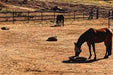 Two bay horses in large paddock eating hay from Version II Standard Hay Pillow bag with netting  panel installed.