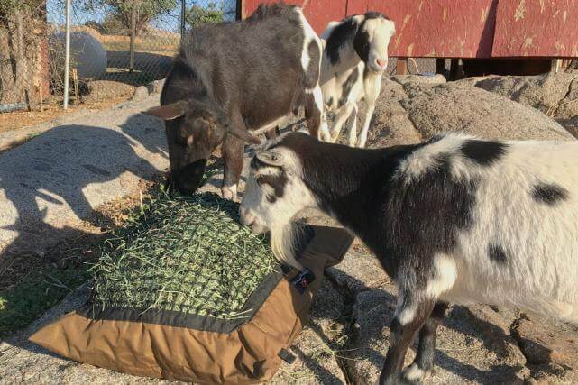 Goat hay on sale net