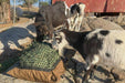 Two goats eating hay from Version II Standard Hay Pillow bag with netting panel installed.