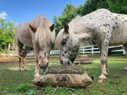 Two miniature Appaloosa horses eating from one Mini Hay Pillow Slow Feeder Hay Bag in paddock.