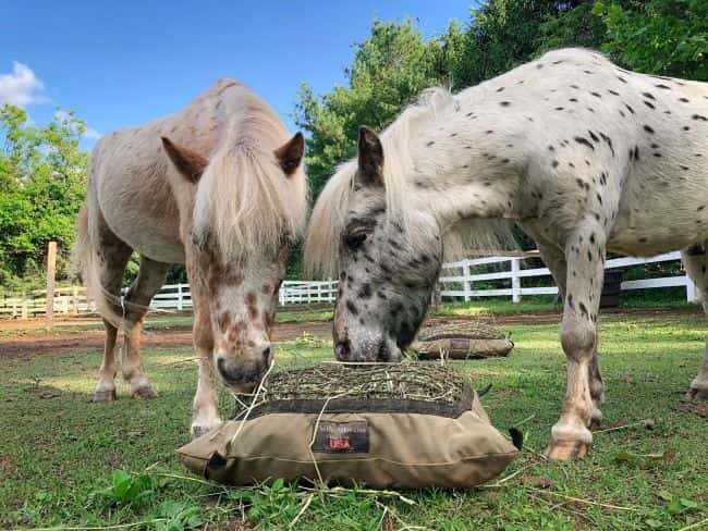 Two miniature Appaloosa horses eating from one Mini Hay Pillow Slow Feeder Hay Bag in paddock.