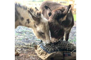 Two miniature donkeys eating from one Mini Hay Pillow Slow Feeder Hay Bag.