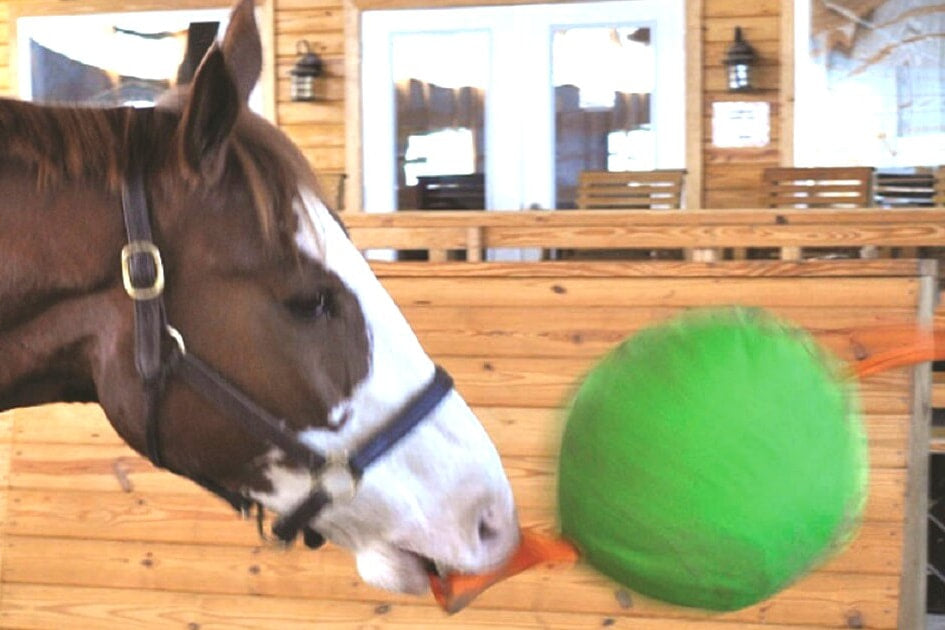 Horse playing with Jolly Tug 14" Horse Ball Enrichment Toy.
