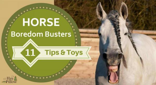 Horse Boredom Busters - 11 Tips & Toys