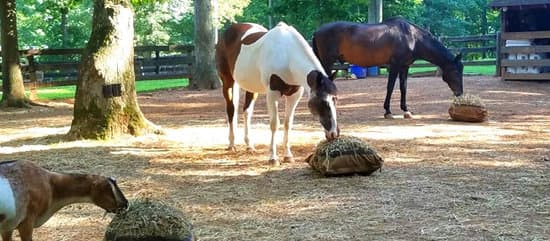 Two horses and one goat eating from Hay Pillow slow feeders in a natural grazing position.