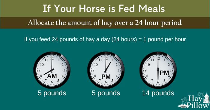 If your horse is fed meals, allocate hay over a 24 hour period 