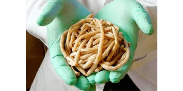 Ascarid Roundworms - the largest of horse parasites