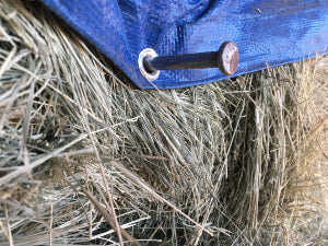 Secure hay tarps with nail spikes barn hack