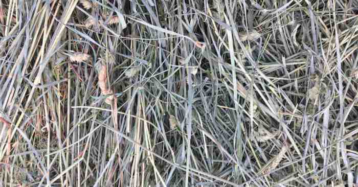 High Quality Mature Orchard Grass Hay.