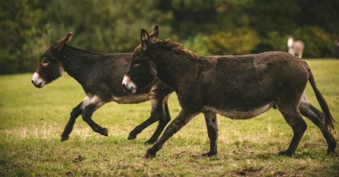 Donkeys running in pasture at The Donkey Sanctuary