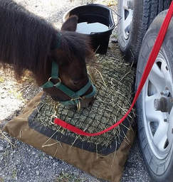 Horse eating from a hay pillow while tied to horse trailer.