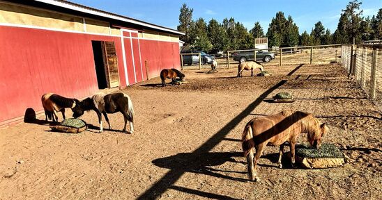 5 miniature horses eating from 4 ground slow feed hay bags