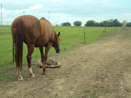 Horse eating from a Hay Pillow slow feeder in a paddock paradise pasture.