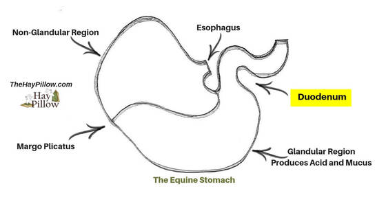 The equine stomach labeled by region.