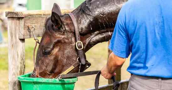 sweaty horse drinking water from bucket