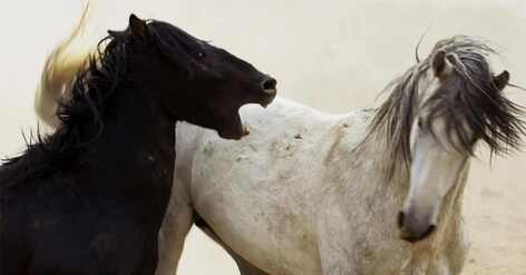 Horses fighting over food - food aggression 