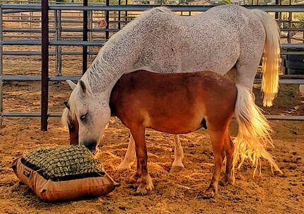 Two horses eating from the ground with slow feed Hay Pillows - an example of free-choice forage to encourage movement