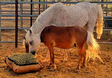 Horse and pony eating from slow feed hay bag in natural grazing position