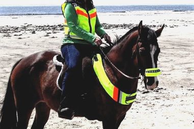 Horse ridden on the beach with reflective riding gear.