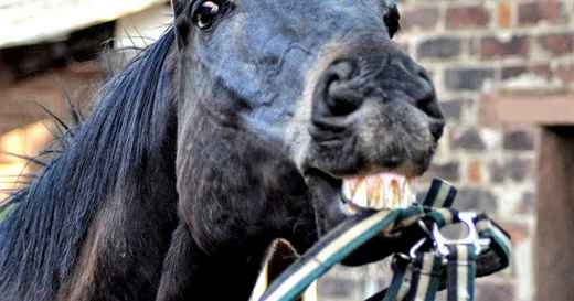A horse chewing on a halter