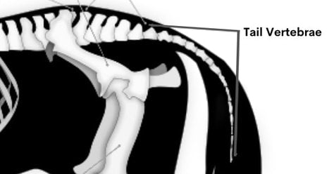 Horse tail vertebrae