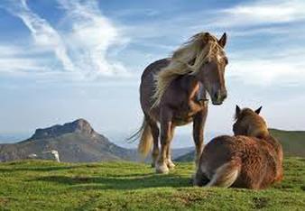 Two horses on a mountain top enjoying a sunny day.