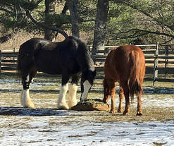 Two horses sharing a Hay Pillow slow feeder with snow on the ground.