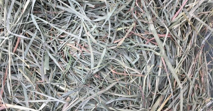 High Quality Immature Orchard Grass Hay.