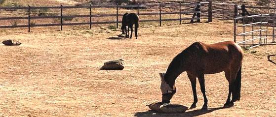Horses in dry lot eating from slow feed hay bags