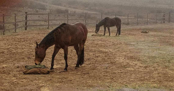 Two horses eating from Hay Pillows outside in the rain.