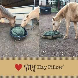 Horses using slow feed hay bag and small mesh hay net