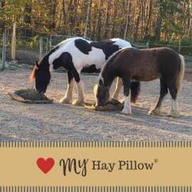 Two draft horses eating from Hay Pillows on the ground.