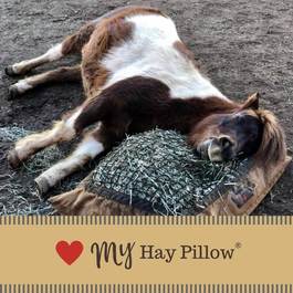Mini horse resting on its Hay Pillow slow feeder.