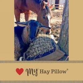 Goat and horse eating from Hay Pillow slow feeder