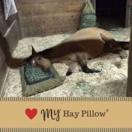 Horse with a ground hay pillow and hanging hay pillow while on stall rest.