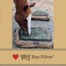 Rescue horse eating from Standard hay Pillow