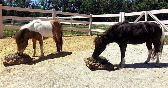 Two miniature horses eating from mini hay pillow slow feeder bags.