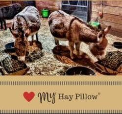 3 mini donkey Jennettes eating out of mini hay pillow slow feeders