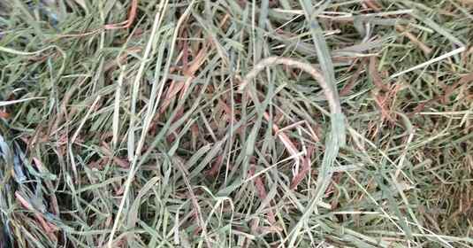 close up of grass hay fed to horses