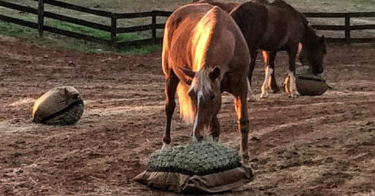 Two horses grazing on slow feed hay bags