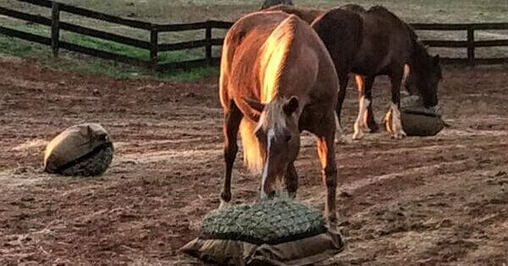 Three horses eating grass hay from Hay Pillow ground slow feeders.