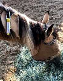 Equine emergency ID tag designed for long term use