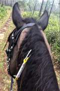 Ultralite equine emergency ID tag on horse while trail riding