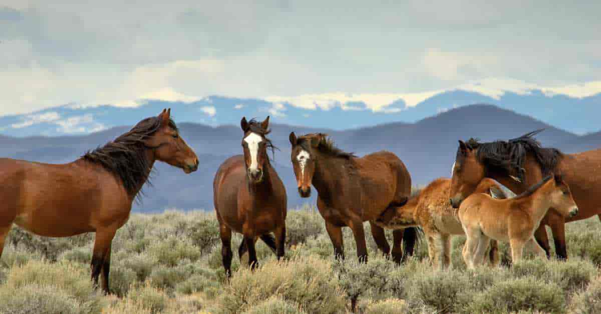 Wild horses living naturally promoting optimum health