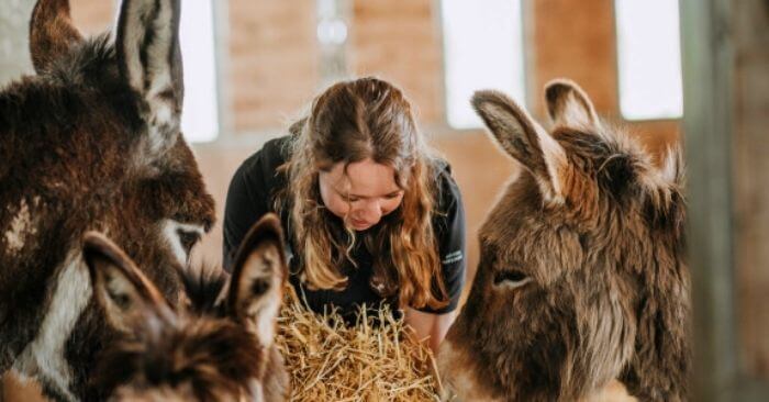 Volunteer feeding donkeys straw at The Donkey Sanctuary