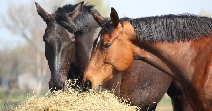Relaxed horses eating hay