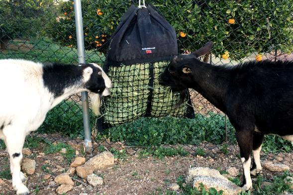 Goats eating from Hanging Slow Feed Hay Bag