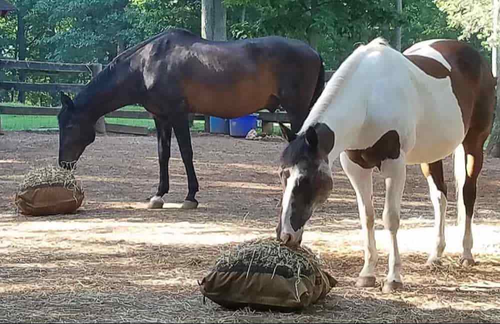 9 Benefits of Slow Feeding Horses Are You Slow Feed Savvy? Hay Pillow®