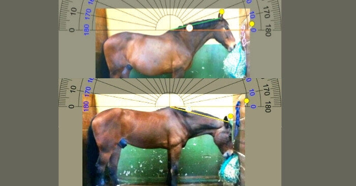 Comparison of back, neck and jaw angles of horse eating from high hay net and low hay netPicture